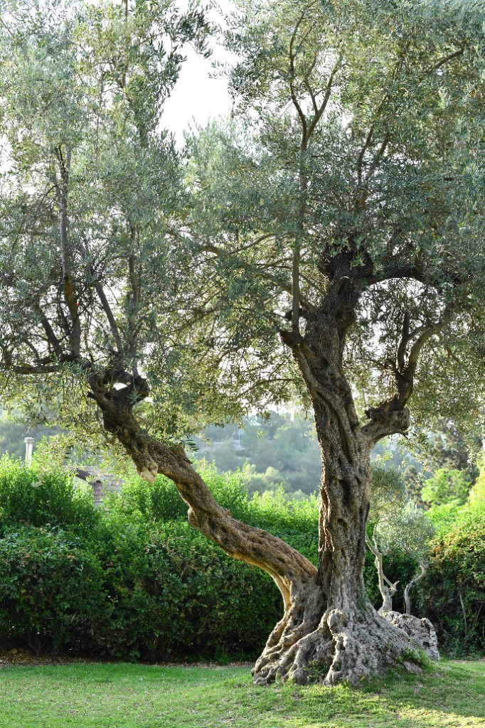 200-year-old Ancient Olive — Olea europaea Žutica